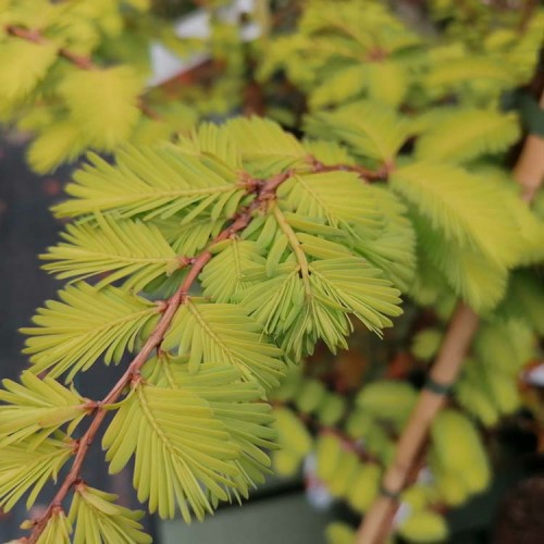 Metasequoia glyptostroboides Gold Rush Dawn Redwood Tree | ScotPlants Direct